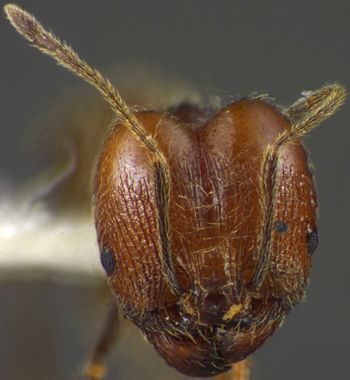 Media type: image;   Entomology 34264 Aspect: head frontal view